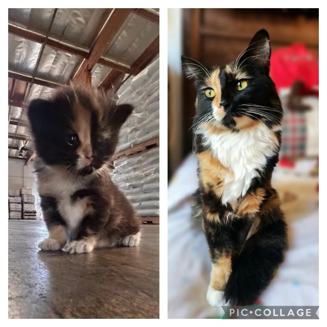 Вырастили диковатого котёнка