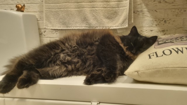 Чучело-мяучело