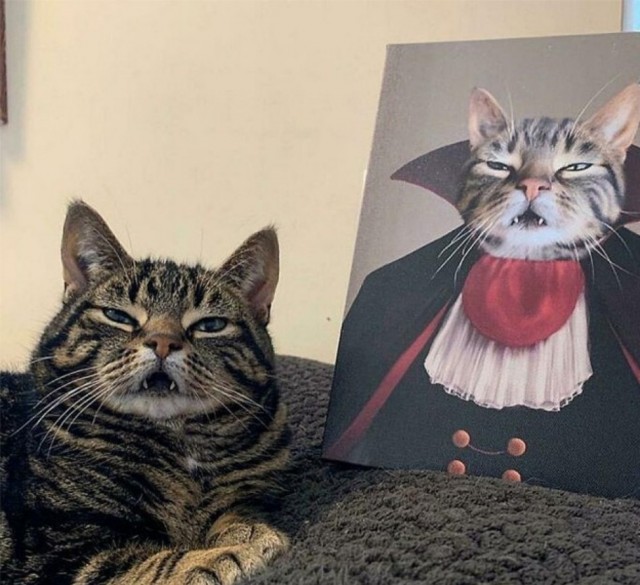 Коты, которые смирились со своей участью