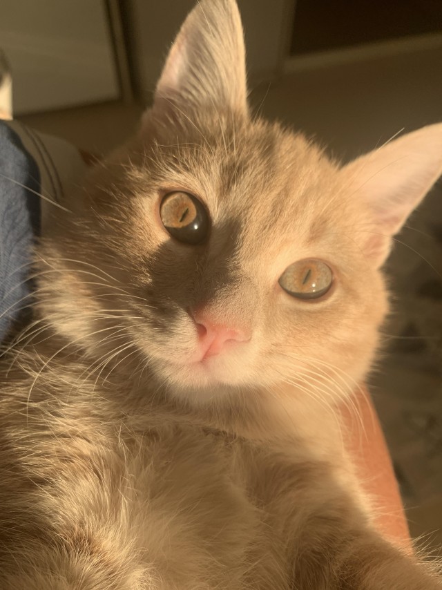 Котик из мусорного бака