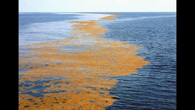 Загадочное Саргассово море: единственное море без берегов и его тайны