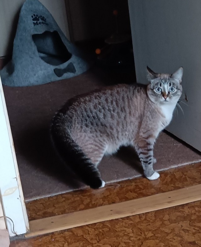 Хвостище к котовторнику