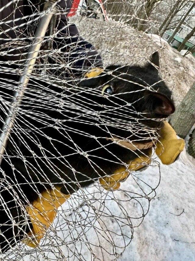Спасли котейку