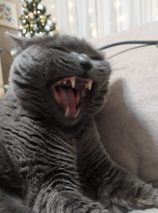 Котовторник. Начало