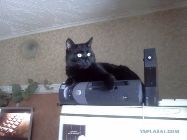 Котовторник 8.10.2013