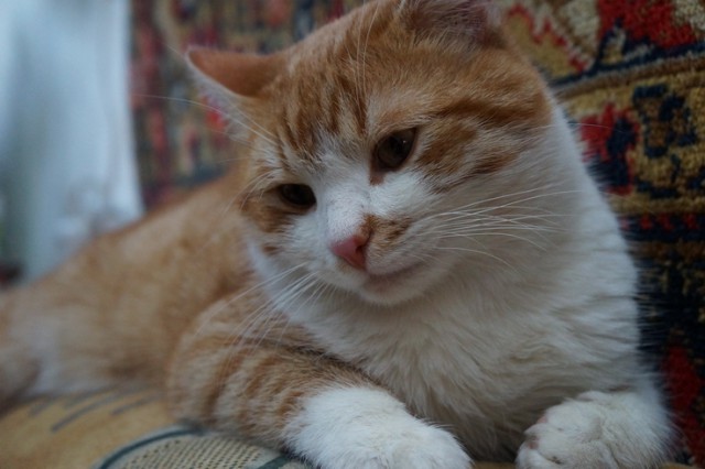 Котовторник 25.02.2014