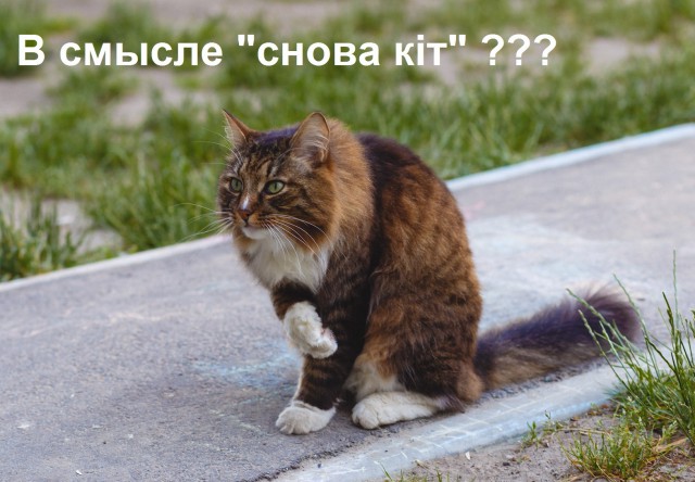 Шикарного кота выгнали на улицу Киев