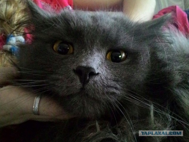 Кот - разоблачитель измен