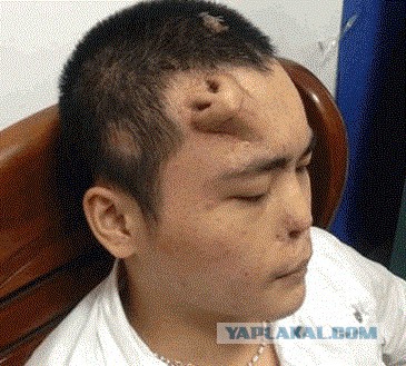 Как отличить Хаски от Маламута с первого взгляда