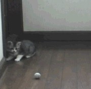 Коты, кошки, котята