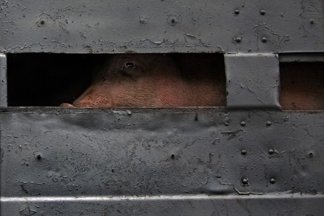 Созвучие. Соцветие. Совпадение.