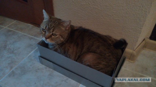 КотоВторник 26.04.2016