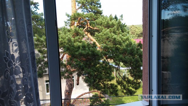 Ставка на элиты: почему обращения к Путину теперь заканчиваются плохо