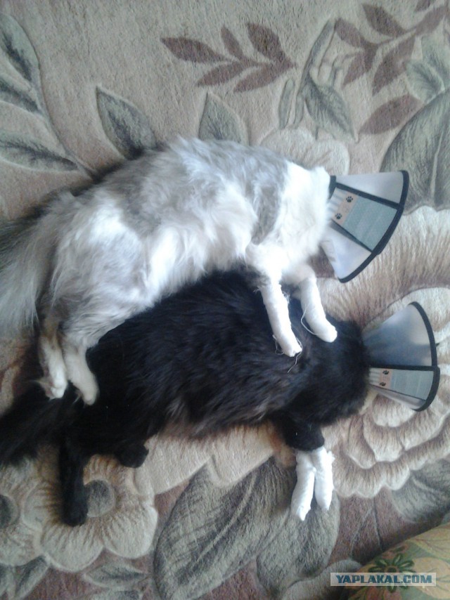 Котовторник 12.07.2016