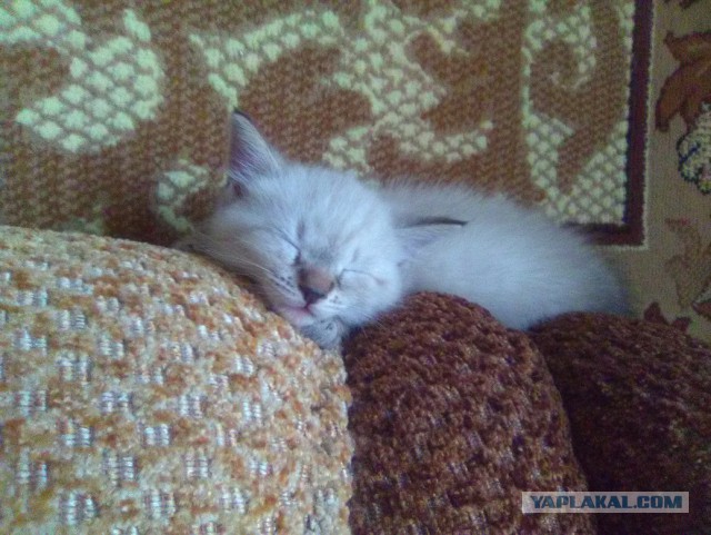 Котовторник 30.08.2016