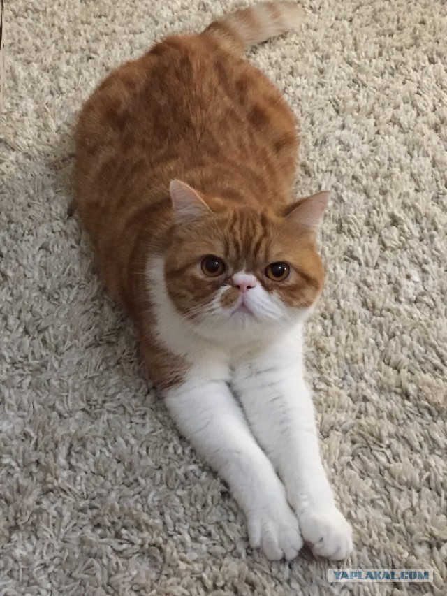 Рыжее счастье. На котовторник
