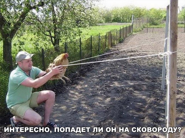 Подборка забавных животных