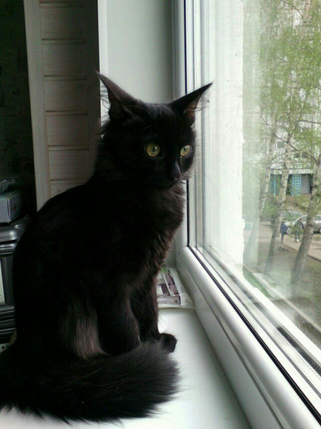 Коты и Кошки