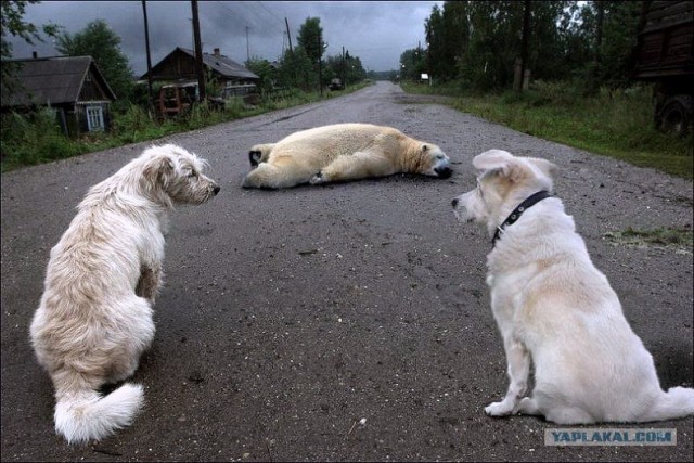 Совет да любовь!