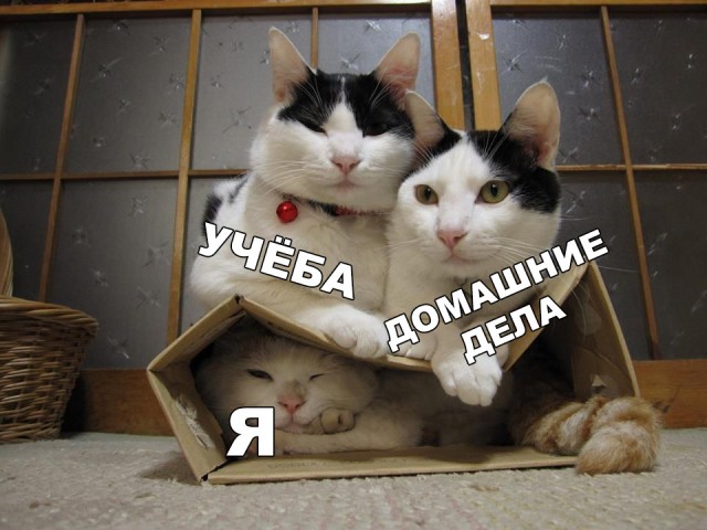 Немного милоты