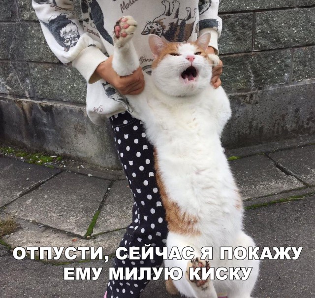 Немного милоты