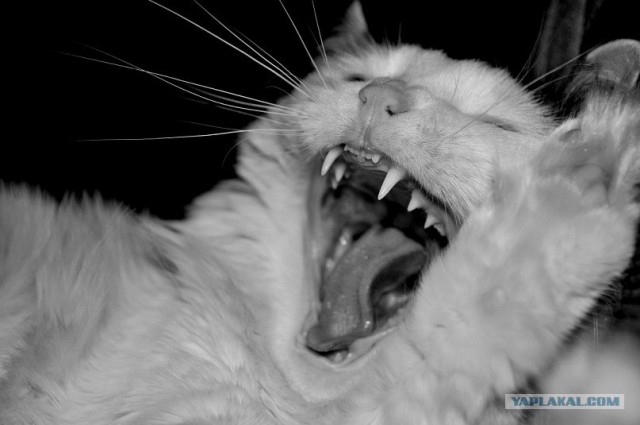 Котовторник 06.09.11
