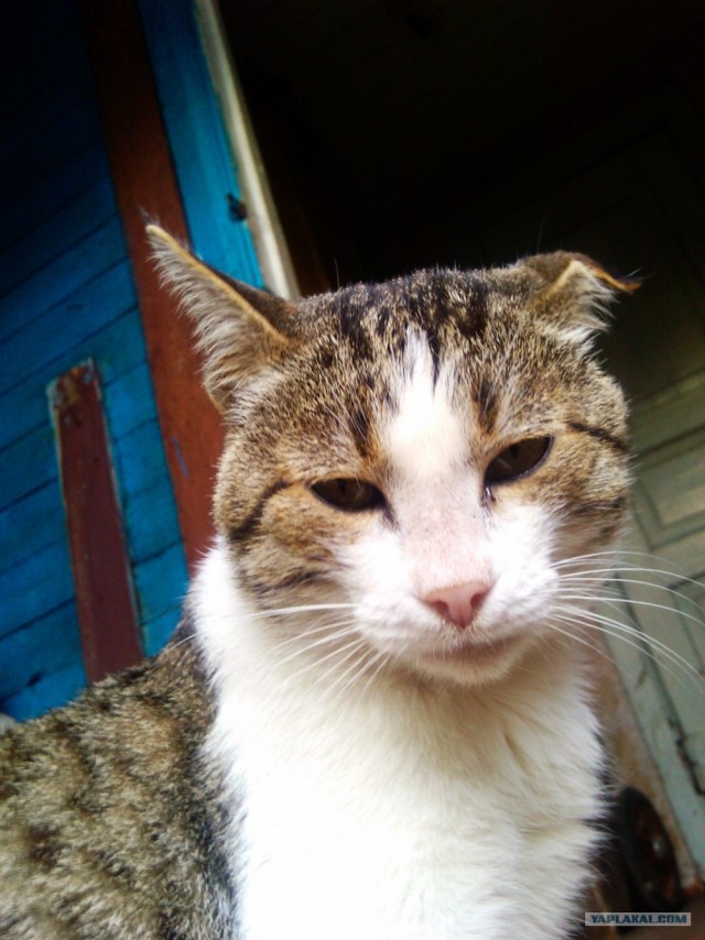 Первый котовторник октября