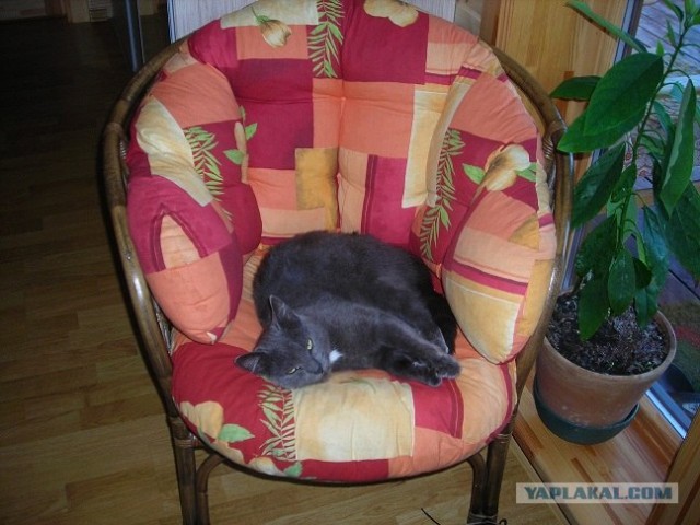 Котовторник так котовторник!