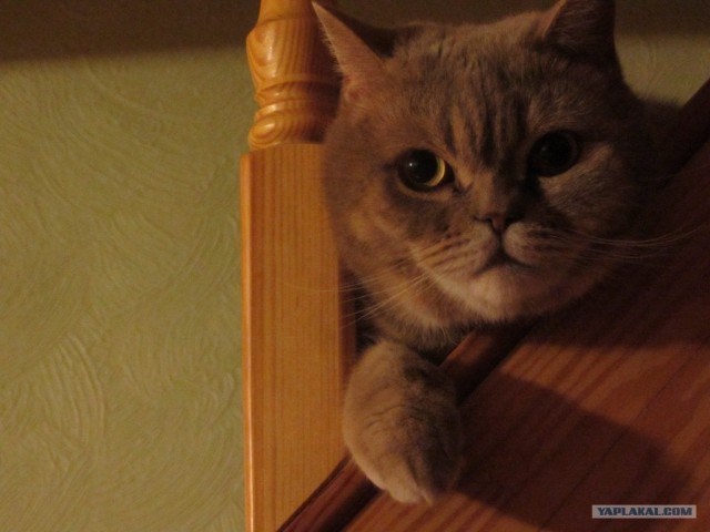 Котовторник! 08.11.11