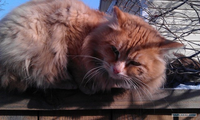 Котовторник (14.02.2012)