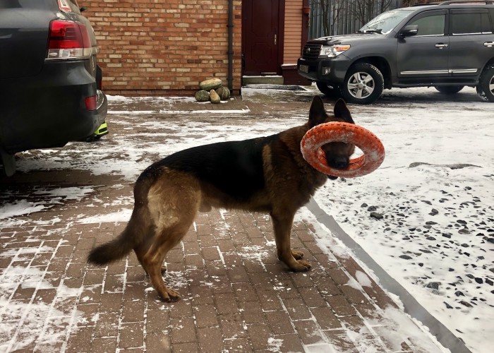 Гид по породам собак