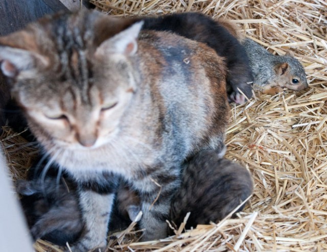 По прозвищу Bushytail ("Пушистый хвост")!