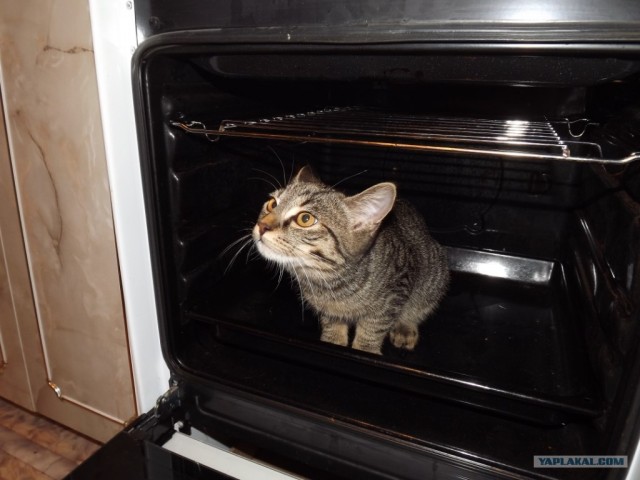 Котовторник на 26.06.12