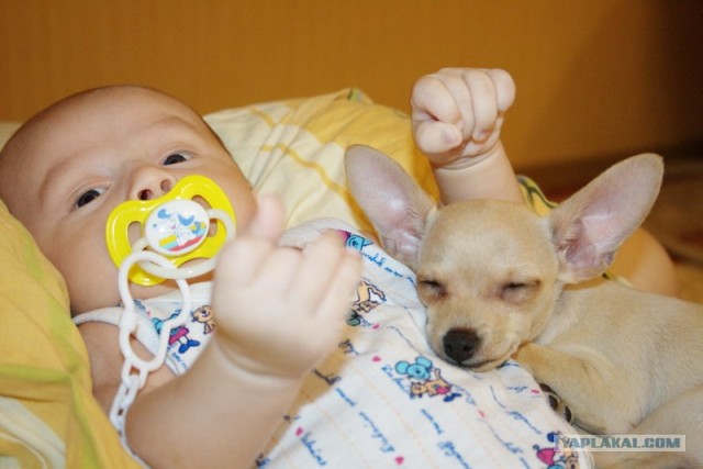 Лучшие друзья навсегда