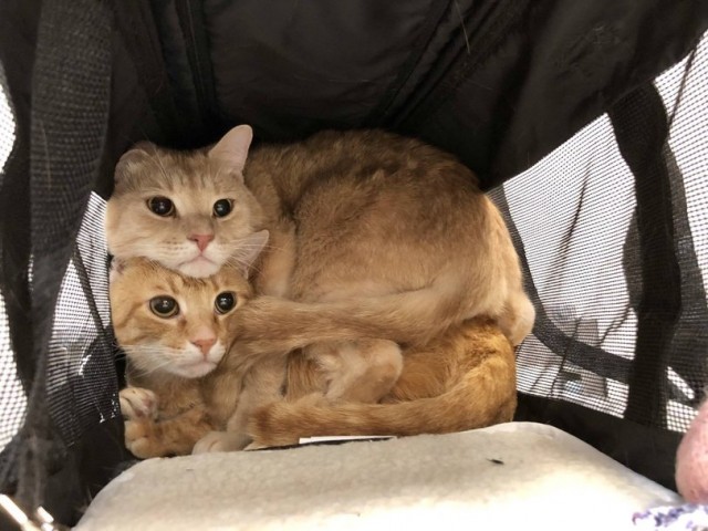 Забавные фото котеек