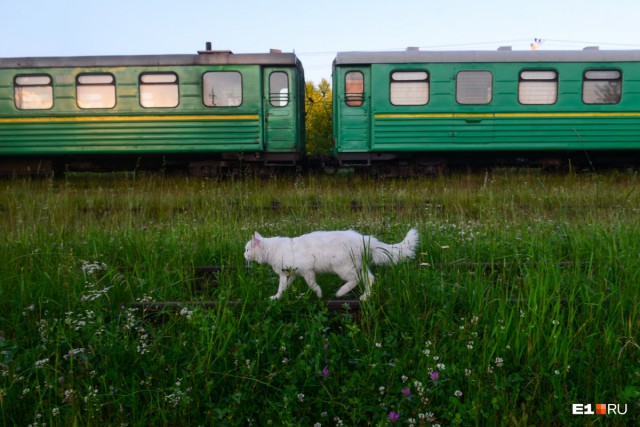 Две сестры 30 лет возят письма и еду в вымирающие поселки Урала: репортаж из почтового вагона