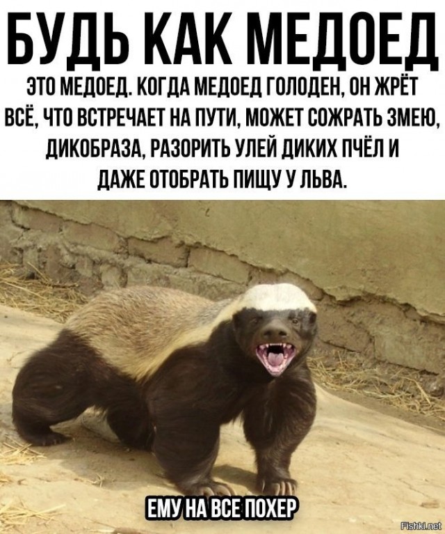 Самое агрессивное и бесстрашное животное в мире