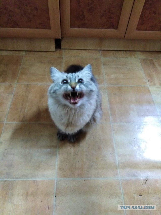 Давайте по котикам, которые с нами на самоизоляции