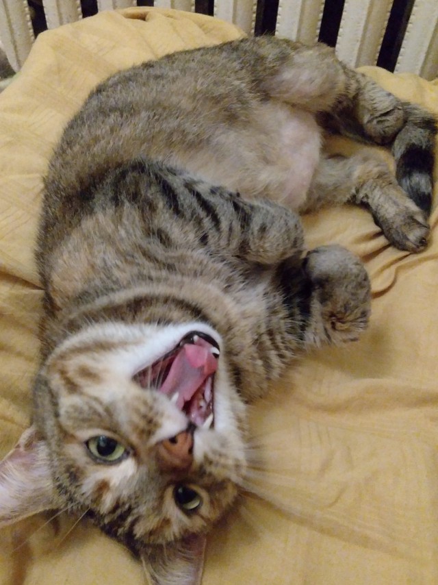 Кошатник