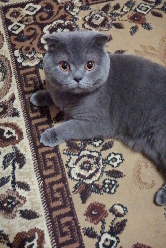 Котовторнику быть!