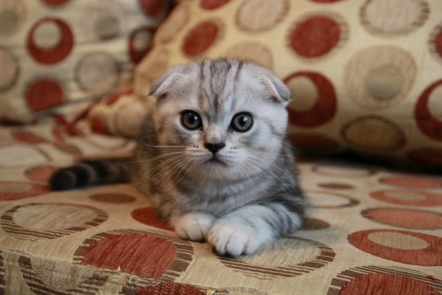 Которник