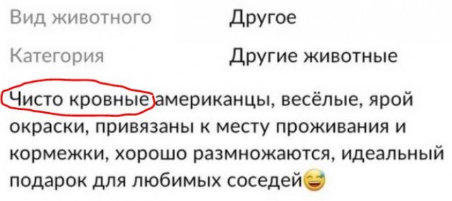 Чудики с Авито
