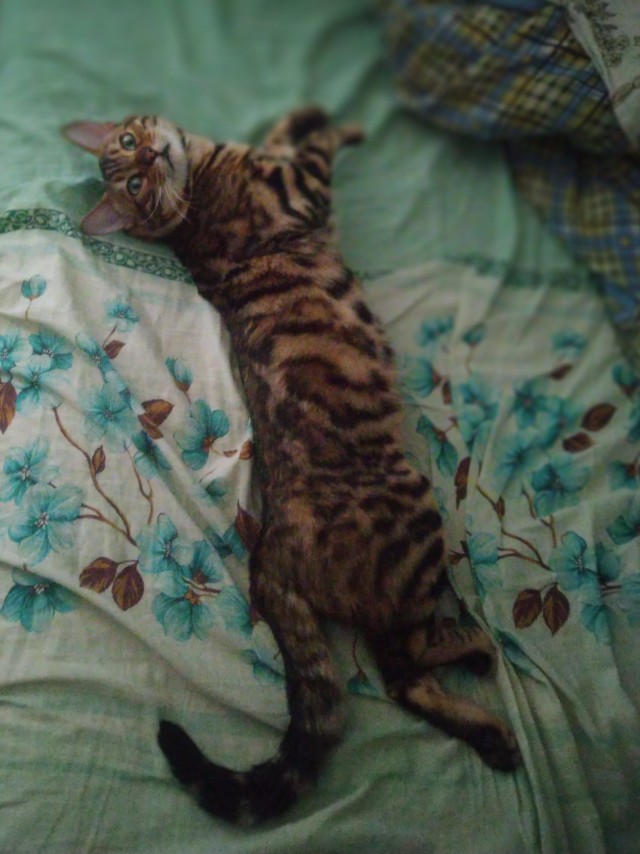 Хоба! Котовторник!