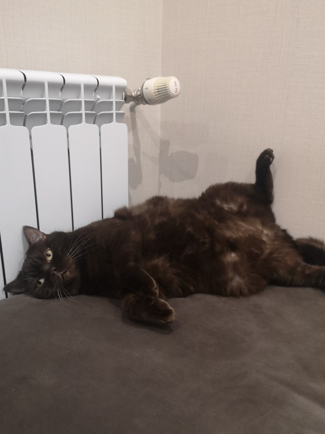 Котовторник 05.10.21 г