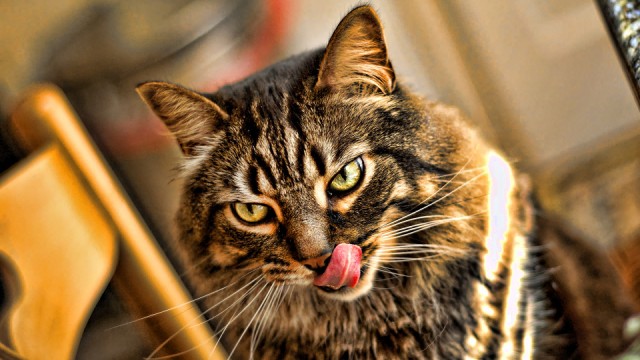 Котовторник.