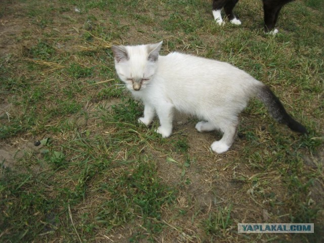 Жизнь домашнего приюта для котеек 410