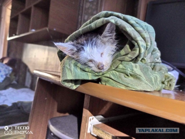 Новая Жизнь (К Кошачьему Вторнику)