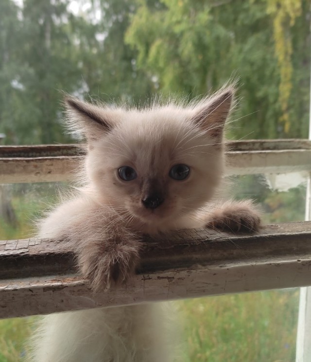 Котовторник от Jus`а или просто Кекс