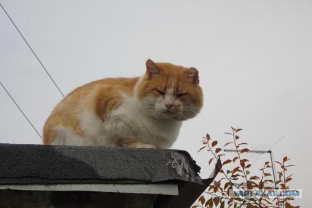 Вторник, сэр кот