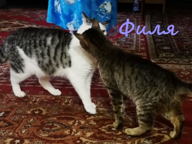 Жизнь домашнего приюта "Котоленд" 365